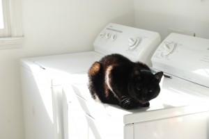 Baskin' in the sun